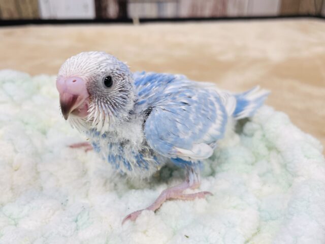 セキセイインコ