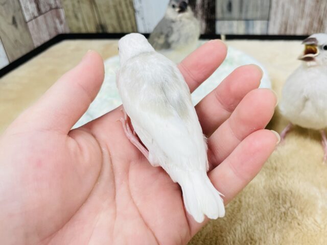 白文鳥
