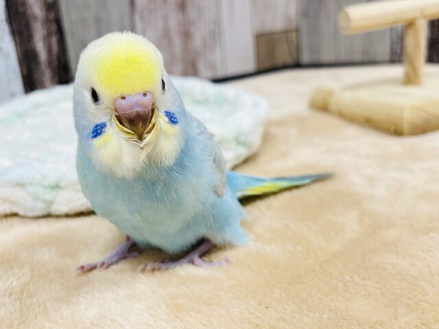 セキセイインコ