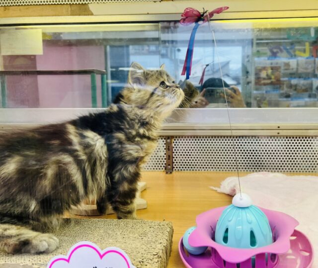 フォールデックス