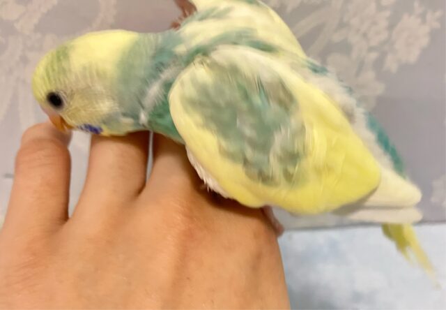 まったりくり〜みぃミントちゃん🌱💛セキセイインコ(パステルレインボーパイド2024年9月生まれ) セキセイインコ