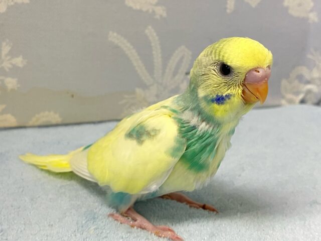 まったりくり〜みぃミントちゃん🌱💛セキセイインコ(パステルレインボーパイド2024年9月生まれ) セキセイインコ