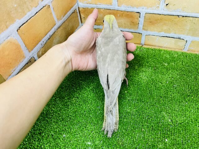 最新画像更新♥見た目も心も優しい?オカメインコのシナモン♡ オカメインコ