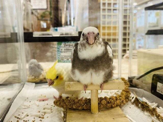 【最新画像更新🪄】白黒オセロ🤍🖤オカメインコ(WFパイド) ヒナ オカメインコ