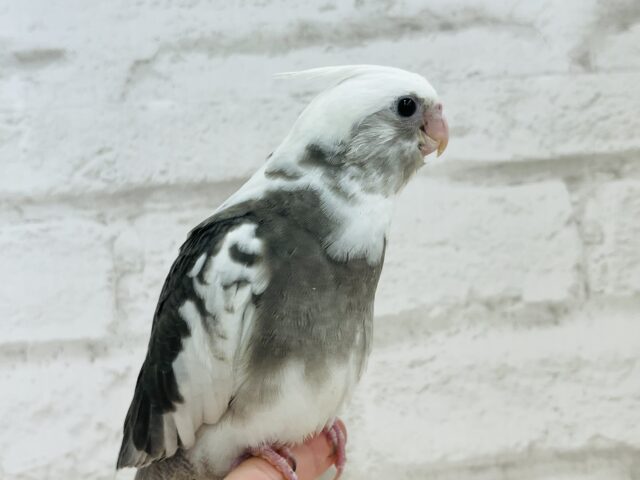 【最新画像更新🪄】白黒オセロ🤍🖤オカメインコ(WFパイド) ヒナ オカメインコ