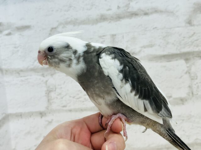 【最新画像更新🪄】白黒オセロ🤍🖤オカメインコ(WFパイド) ヒナ オカメインコ