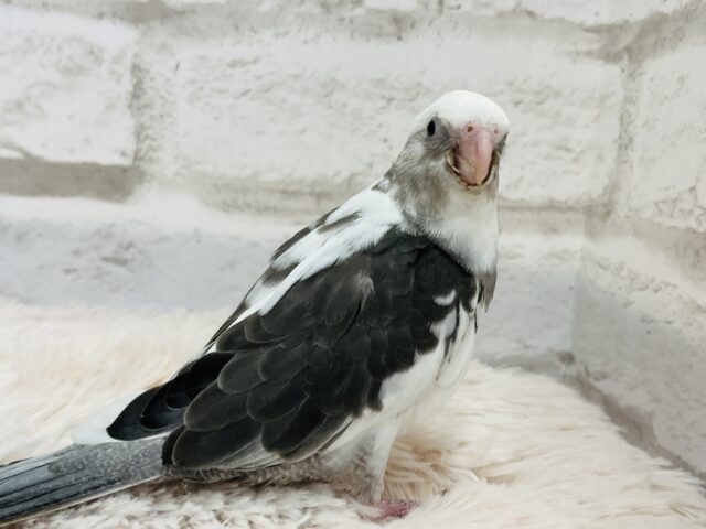 【最新画像更新🪄】白黒オセロ🤍🖤オカメインコ(WFパイド) ヒナ オカメインコ