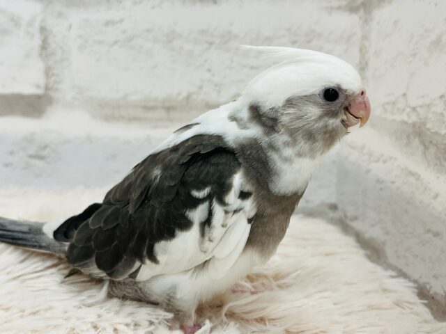 【最新画像更新🪄】白黒オセロ🤍🖤オカメインコ(WFパイド) ヒナ オカメインコ