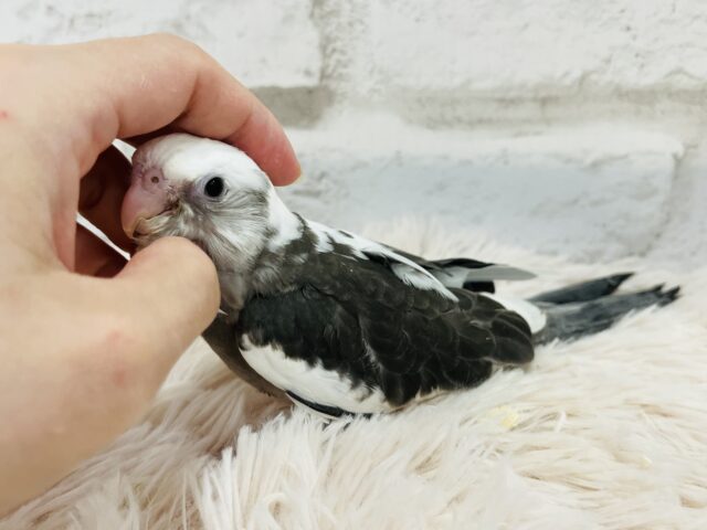 【最新画像更新🪄】白黒オセロ🤍🖤オカメインコ(WFパイド) ヒナ オカメインコ