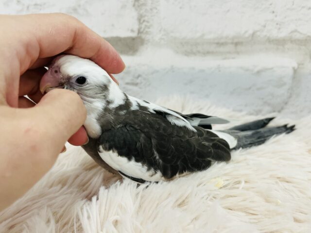 【最新画像更新🪄】白黒オセロ🤍🖤オカメインコ(WFパイド) ヒナ オカメインコ