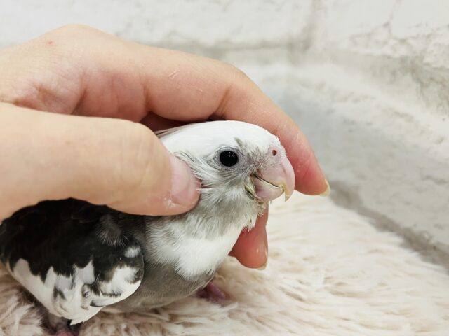 【最新画像更新🪄】白黒オセロ🤍🖤オカメインコ(WFパイド) ヒナ オカメインコ