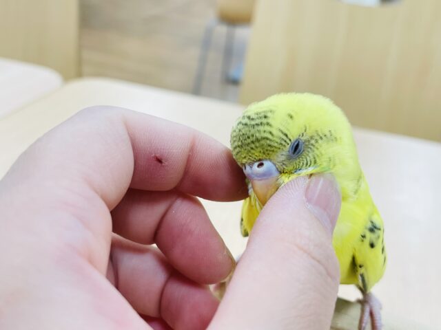セキセイインコ