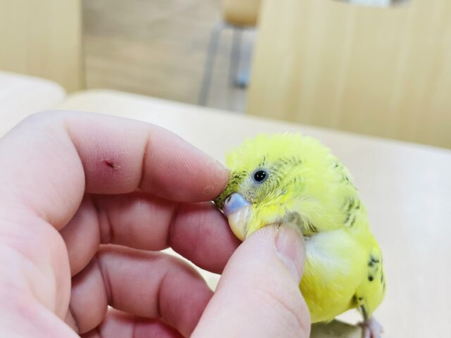 セキセイインコ