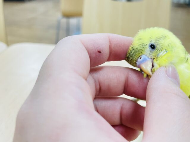 セキセイインコ