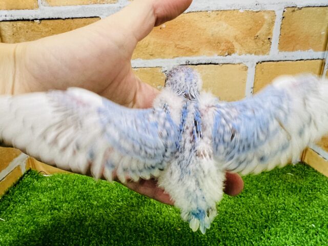 11/30更新☆ぷくもち♡青空カラー☆セキセイインコ(ブルースパングル) セキセイインコ