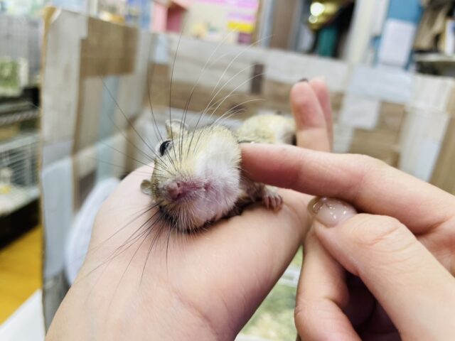 ジャイアントジャービル（オオスナネズミ）