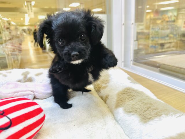 甘え上手なチワプーの男の子💙 チワプー