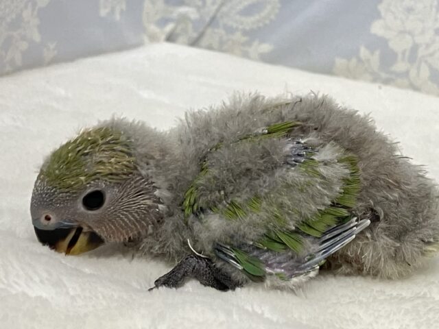 コザクラインコ（小桜インコ）