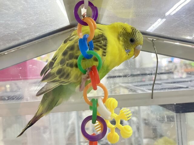 セキセイインコ