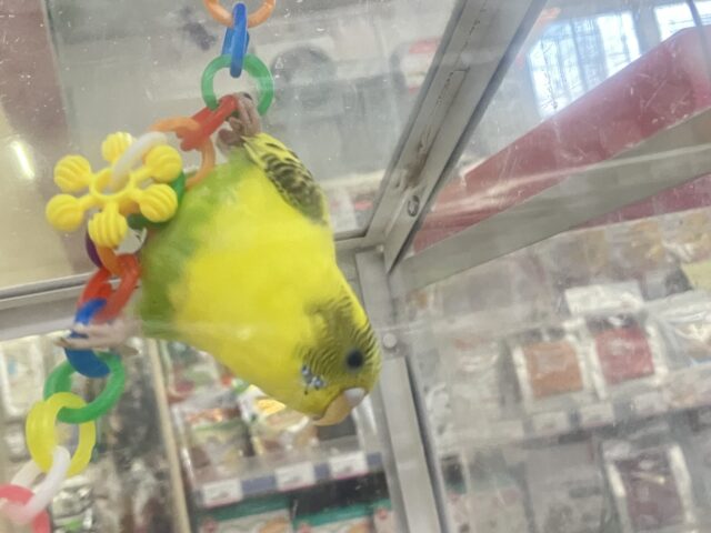 セキセイインコ