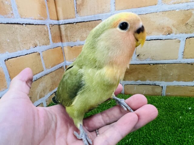 コザクラインコ（小桜インコ）