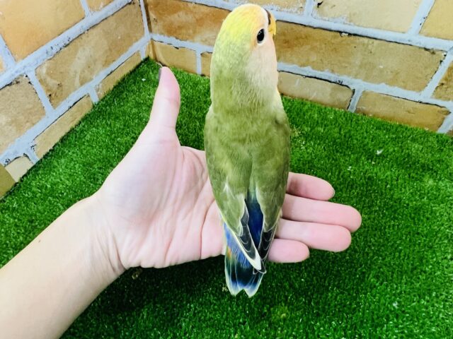 コザクラインコ（小桜インコ）