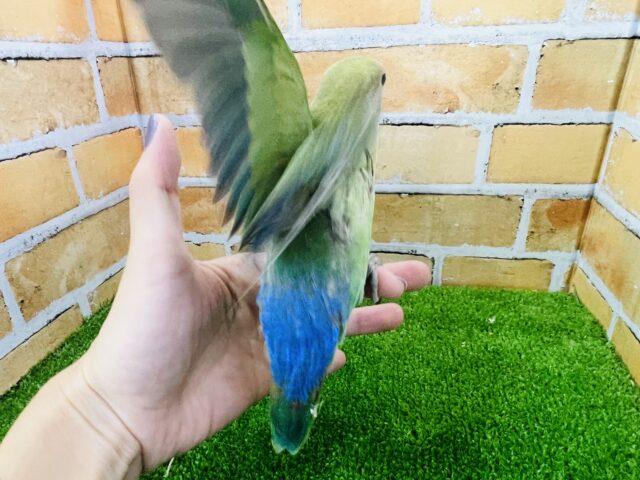 コザクラインコ（小桜インコ）