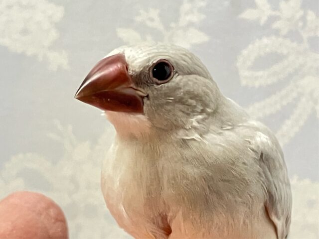 シルバー文鳥