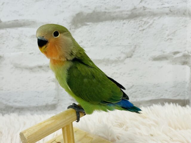 コザクラインコ（小桜インコ）