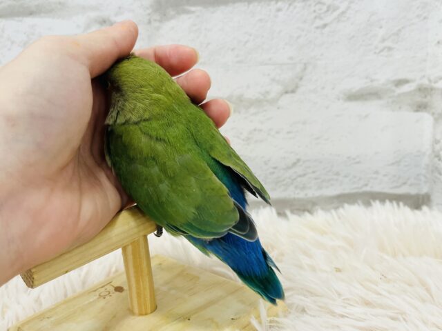 コザクラインコ（小桜インコ）