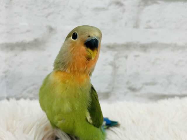 コザクラインコ（小桜インコ）