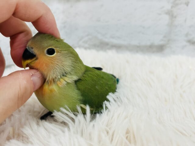 コザクラインコ（小桜インコ）