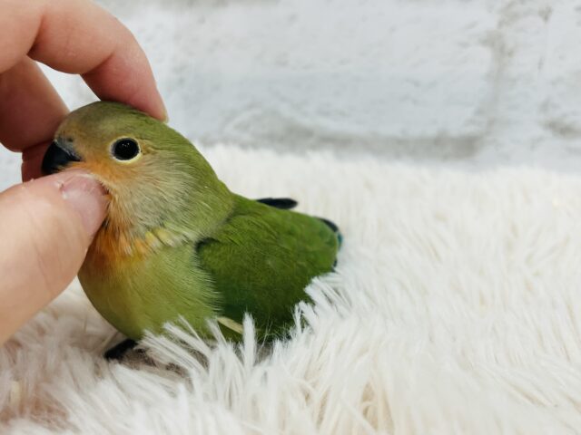 コザクラインコ（小桜インコ）