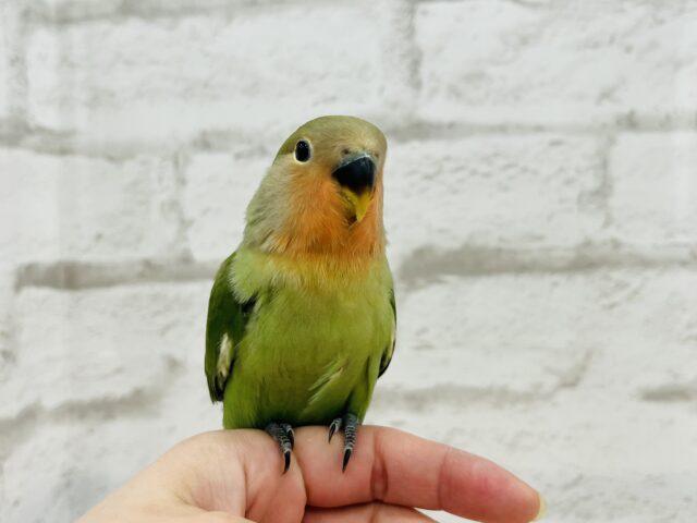 コザクラインコ（小桜インコ）