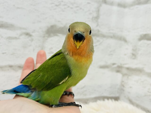 コザクラインコ（小桜インコ）