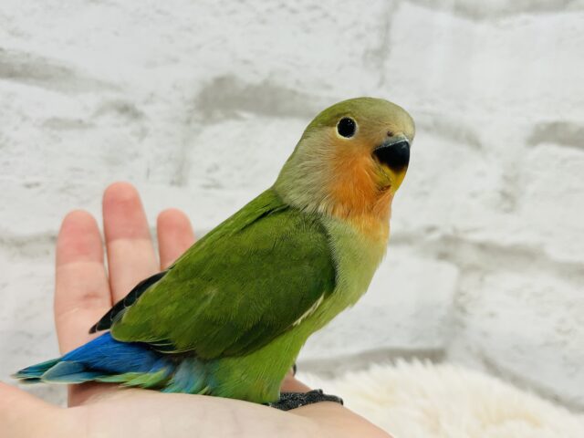 コザクラインコ（小桜インコ）