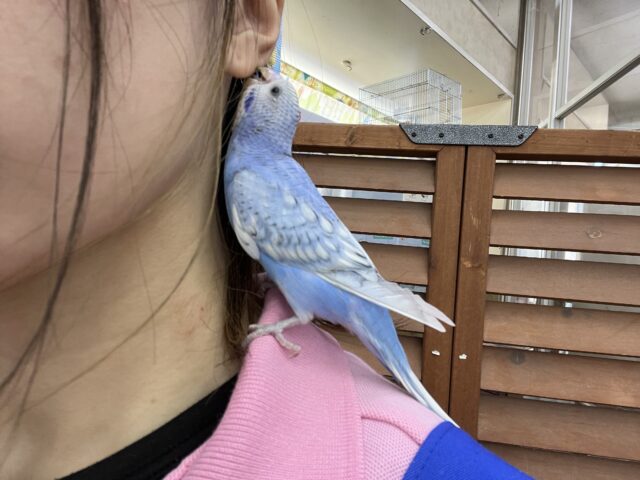 11/30更新☆ぷくもち♡青空カラー☆セキセイインコ(ブルースパングル) セキセイインコ