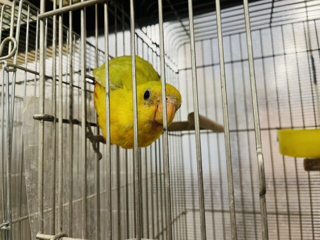 キンショウジョウインコ（キングパロット）