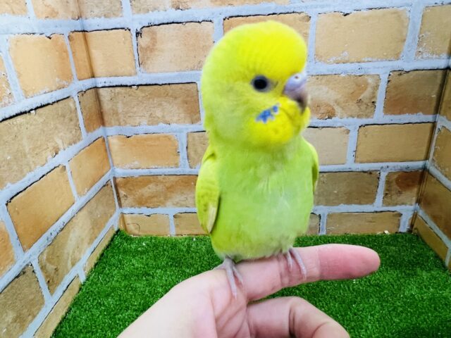 セキセイインコ