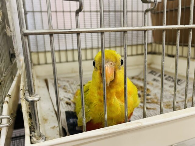 キンショウジョウインコ（キングパロット）