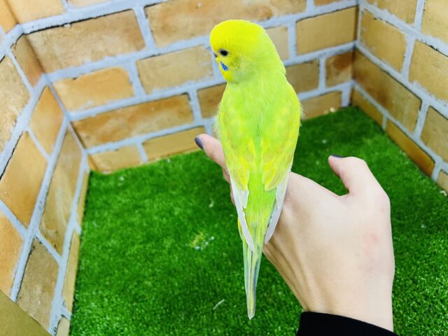 セキセイインコ