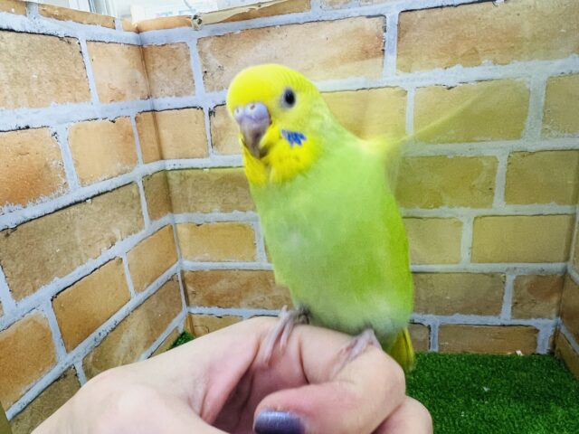 セキセイインコ