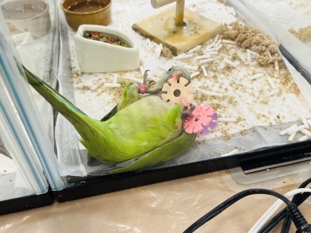 オキナインコ