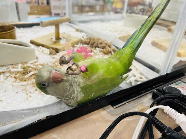オキナインコ