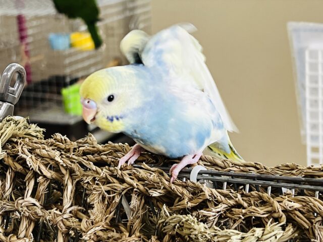 セキセイインコ