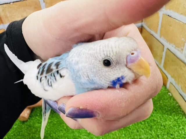 飛ぶって楽しい♪陽気なセキセイインコ(ブルーパイド) セキセイインコ