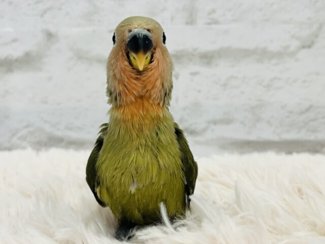 コザクラインコ（小桜インコ）