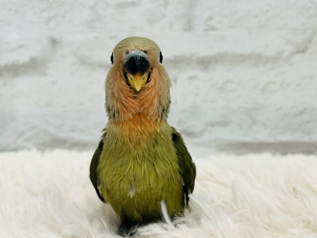 コザクラインコ（小桜インコ）