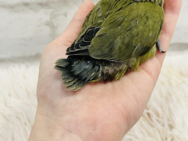 コザクラインコ（小桜インコ）