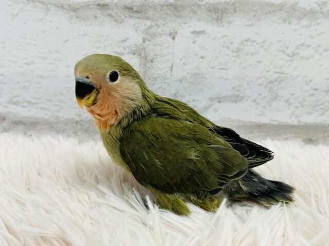 コザクラインコ（小桜インコ）